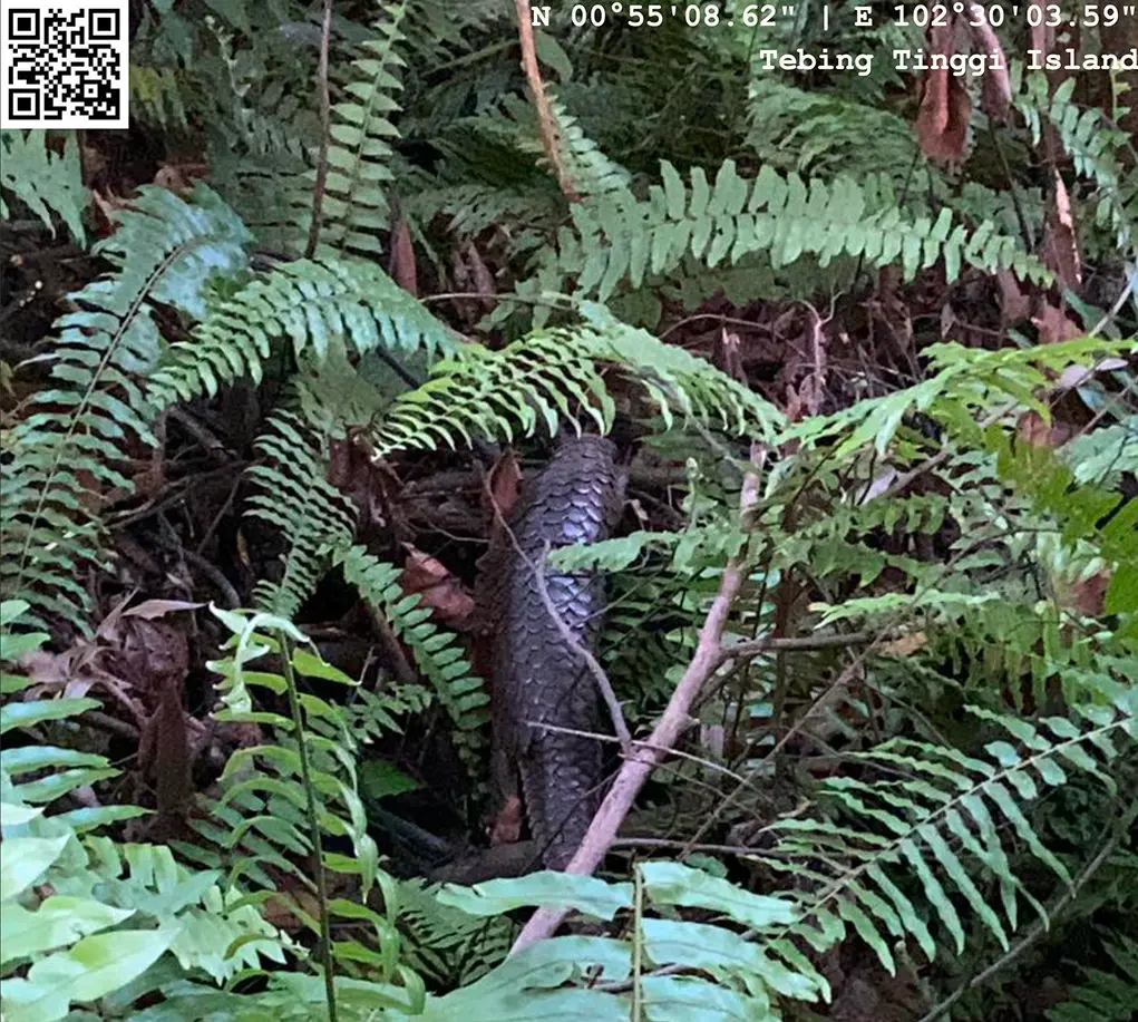 Camera Trap