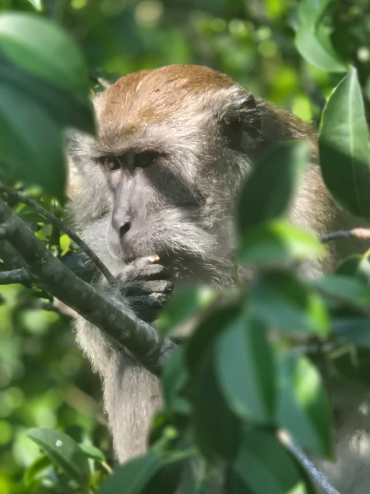 Long-tailed Macaque in Peat Swamp Forest